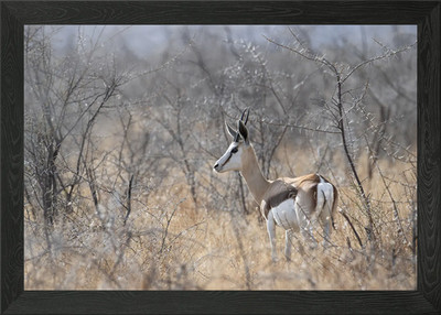 Springbock in Etosha Gerahmtes Wandbild Poster Leinwanddruck Bild