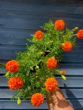🌼Marigold Orange Boy Bedding Plant|Bud & Bloom NOW TO FROST|Pollinator