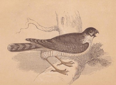1851 SPATZFALKE Vogel Druck - antike Wandkunst - 6,65 x 4,75 cm