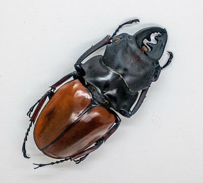 Lucanidae Beetle -Odontolabis femoralis waterstradti (m) 70mm