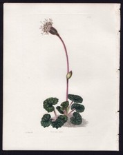 1833 Loddiges Botanical Cabinet Antique Botanical Print Tussilago #1618