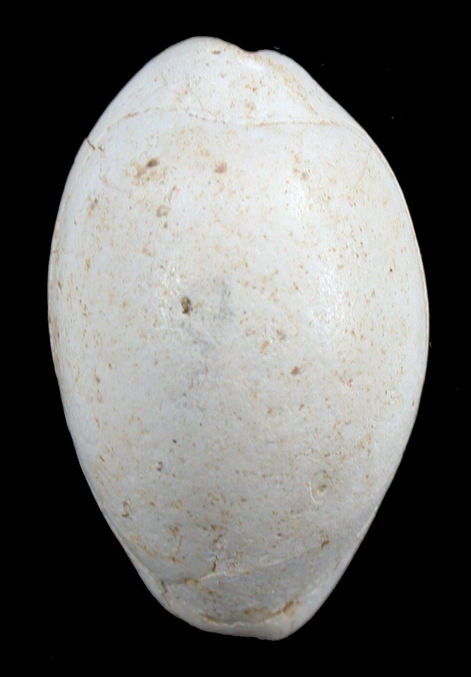 Miozän  Sehr seltene Trona cf. leporina  Kauri - Muschel  Moulin de Carro  5552 - Bild 4 von 4