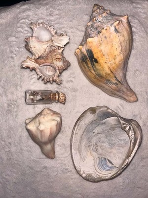 Sea Shell Lot of 5 Different Pieces Beach Decor Nautical Ocean