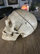 Replica Human Skull Anatomical Model with Removable Skull Cap
