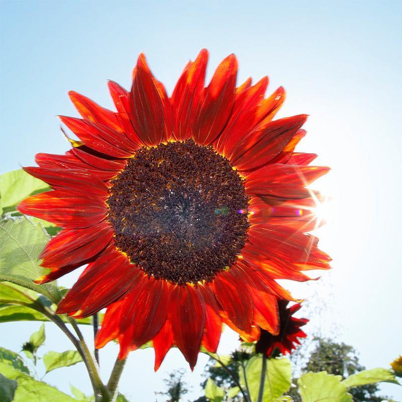 MAMMOTH SUNFLOWER SEEDS BEAUTIFUL NONGMO HEIRLOOM FLOWER SEEDS FRESH