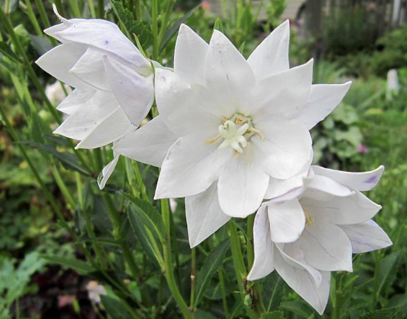 50+ 'Hakone White' Balloon Flower Seeds Chinese Bellflower Double