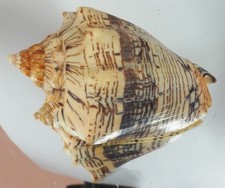 VOLUTA EBRAEA SPECIAL COLOUR