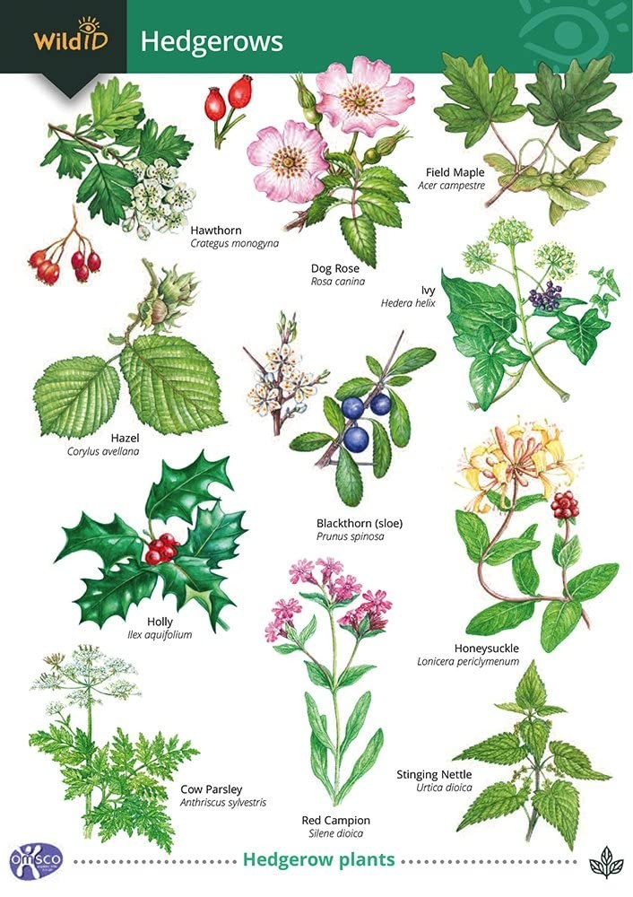 Guide to Hedgerows by Gill Crane (Wallchart) - Image 2