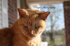 Digital Image Picture Photo Pic Wallpaper Cute Orange Tabby Cat Photo by Paige