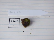 Amorphophallus sp. 4.1 - Seedling tuber - FREE Heat pack