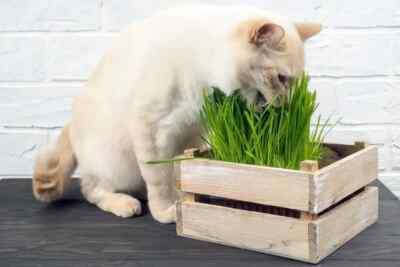 #ad Cat Grass Seeds choose Rye Oat or Blend seeds Quick Growth FAST Free Shipping $7.95