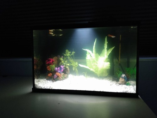 5 gallon tank with heater and filter