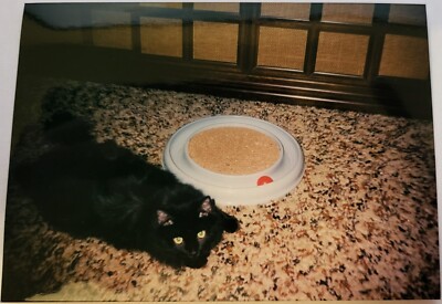 Vintage 1996 Found Photo Fluffy Black Kitty Cat Lying on Carpet Looking up w/Toy