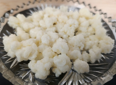 20 Gramm Tibetische Bio Milch Kefir Knollen Pilz für 1 Liter kaukasisch aktiv