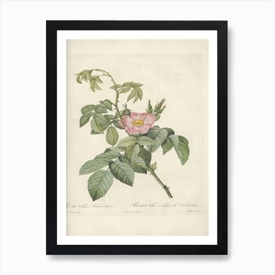 Rose Illustration, Pierre Joseph Re gerahmtes Wandbild Poster Leinwanddruck Bild