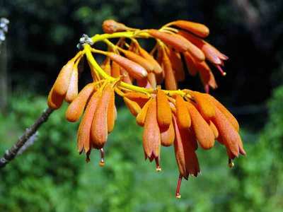 Firmiana colorata UNIQUE TREE Seeds! EXOTIC! | eBay