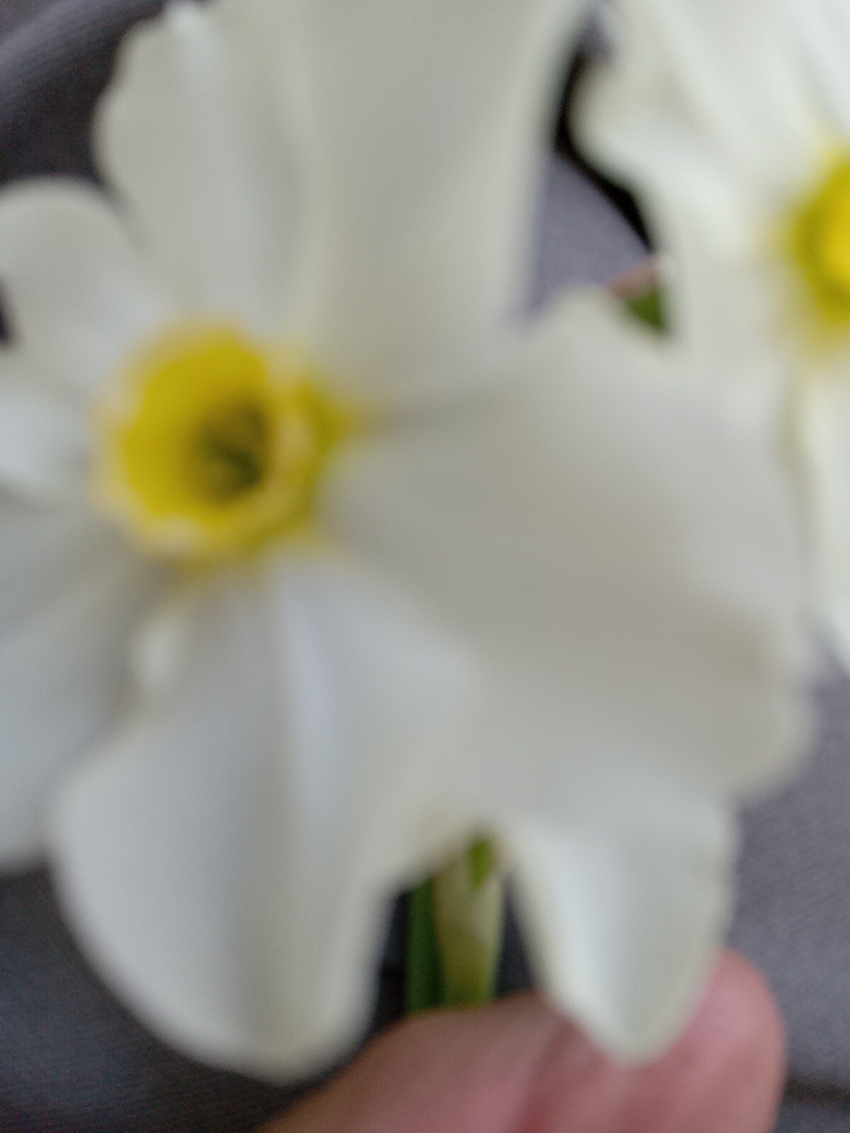 Beautiful White Daffodil Bulbs SET Of 6 Easy, VERY LONG LIVED