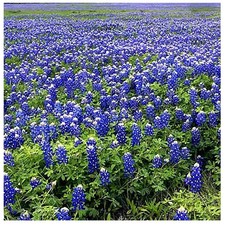 Texas Bluebonnets - Approximately 100 Seeds .1 Oz - Texas State Flower 355.20 per gallon