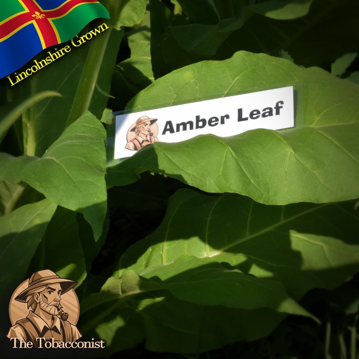 organic tobacco leaf uk UK Grown Amber Leaf tobacco highly fertile seeds approx 250 - Organic
