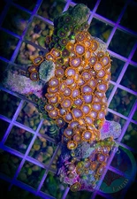 SAF~ 4 x 2.5+ Inch Zoanthid Coral Colony, “WYSIWYG” Paly, Zoa, Zoanthid