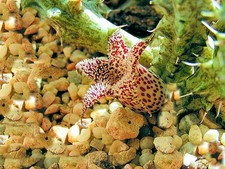 Stapleianthus decaryi