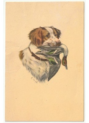 Jagd-Ente Anatra Prea in Bocca Cane da Caccia Jagdhund Postkarte