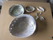 Konvolut Vintage Abalone Muscheln - Kalifornien (P 286)