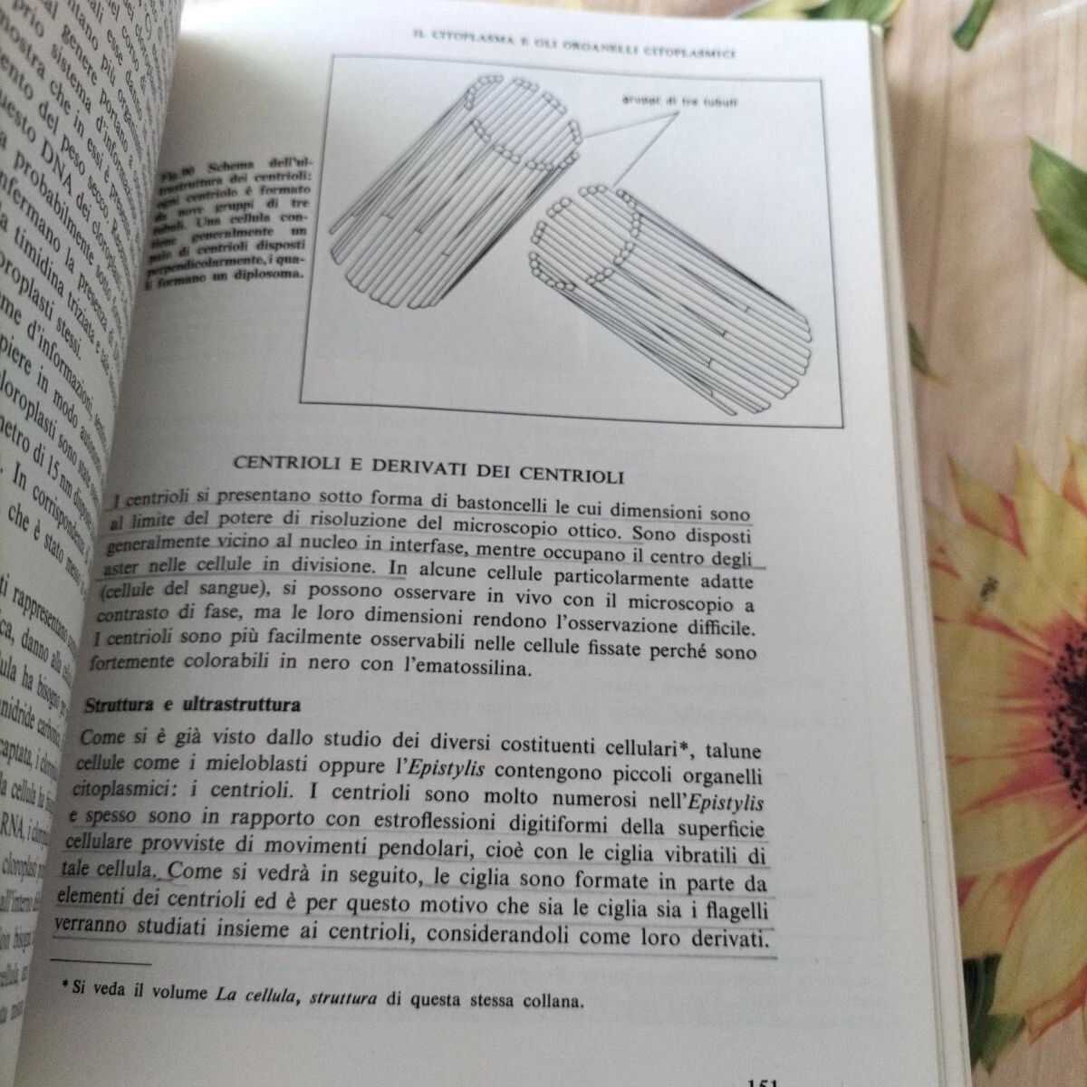 Foto 4 di 11