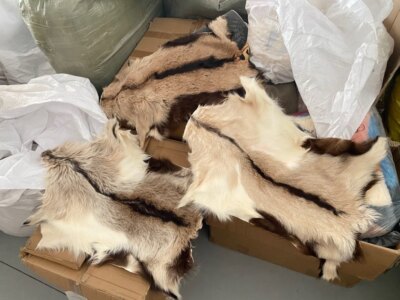 3 Pieces Light Brown Tanned Real Goat Hide Fur Skin Pelt Soft Leather 30-40cm US