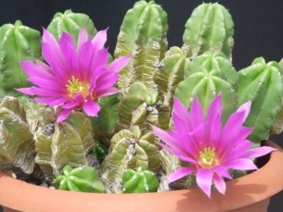 CREEPING HEDGEHOG CACTUS (Echinocereus morricalii) 10 seeds | eBay Australia