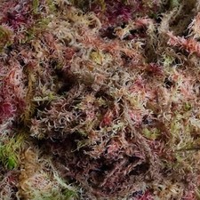 Fresh Sphagnum Moss Natural Bog Moss for Terrariums and Live Plants Kits and DIY