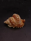 Distorsio anus 59mm sea shell Collector home decor #16633