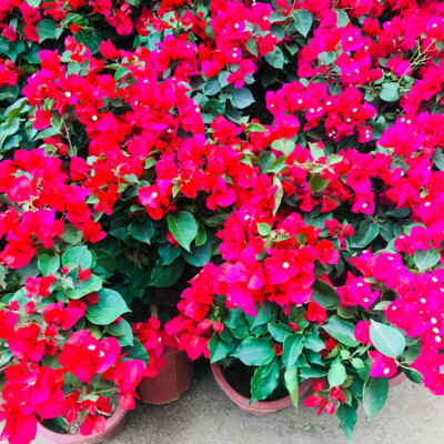 Potted Flowers 30 Mixed Color Home Garden Flower Plant Seeds Home Gardens |  eBay