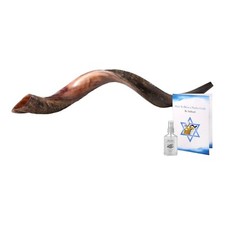 Half Polished Natural Judaica Kosher 50-52 " Yemenite Kudu Shofar Horn Israel