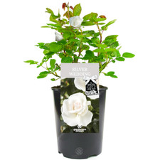 Silver Wedding Rose - 25th Wedding Anniversary Gift - Live Rose Bush Plant