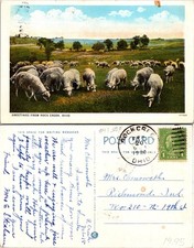 Rock Creek OH Greetings from Rock Creek, Cows in Field Postcard 71795