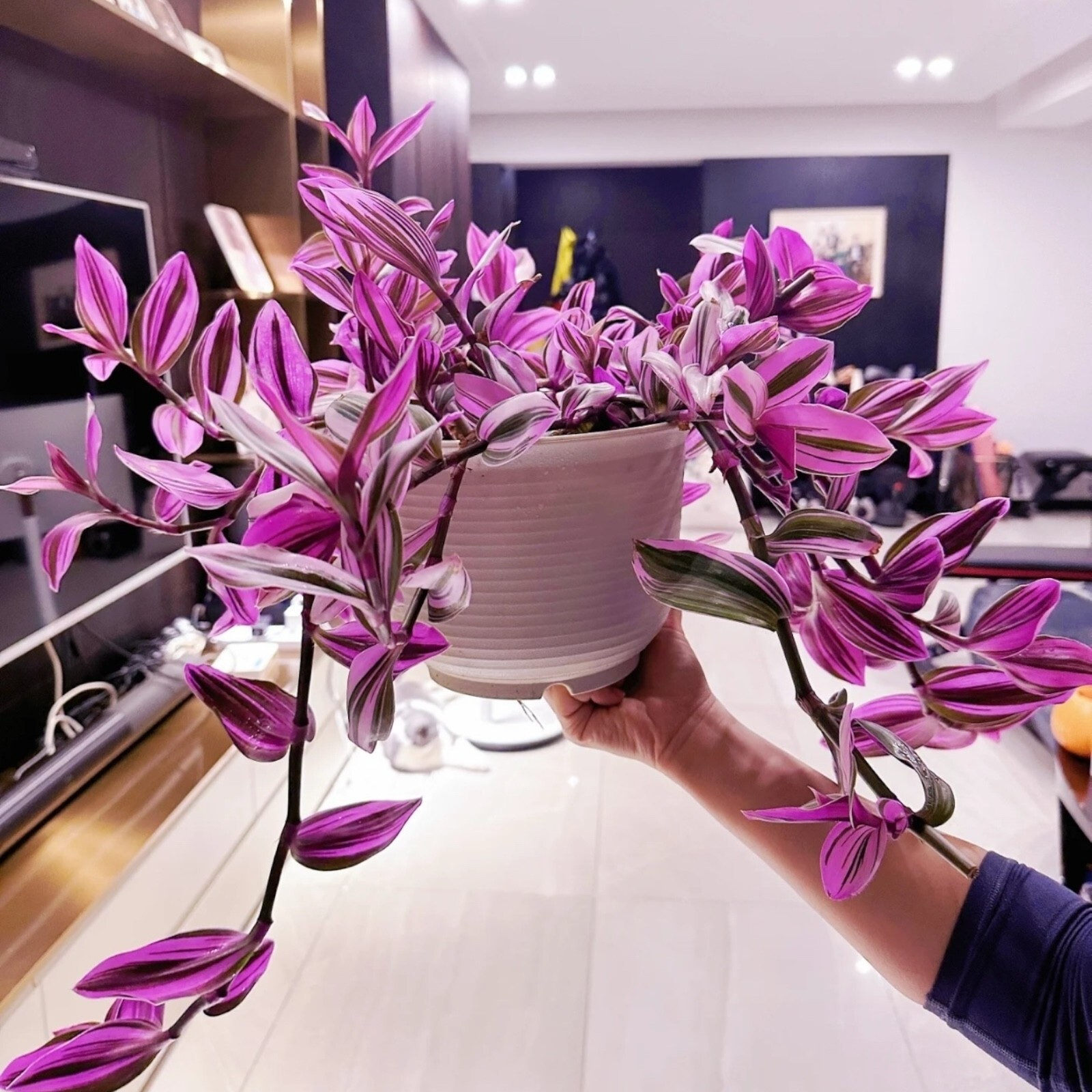 3 Unrooted Tradescantia Nanouk Cuttings 3”-4” Rare Pink Wandering Jew Houseplant