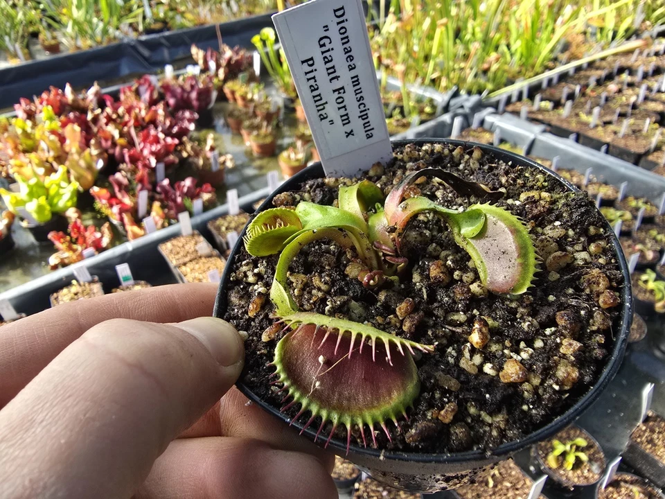 Dionaea muscipula "Giant x Piranh", fleischfressende Pflanzen, Venusfliegenfalle - Bild 1 von 1