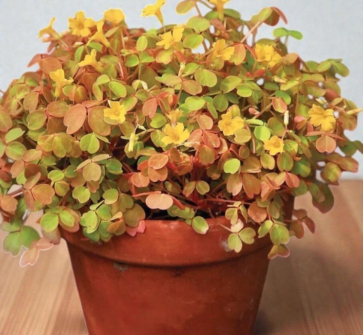 Golden Oxalis Live Plant Spiralis Aurea Indoor Tropical Houseplant