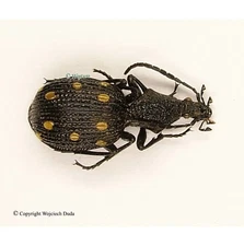 Psecadius eustalactus, beautiful and rare carabidae, A-