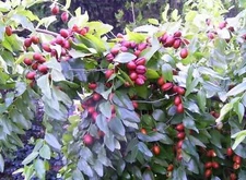 20 RED CHINESE DATE TREE Edible Fruit Jujube Ziziphus Jujuba Yellow Flower Seeds