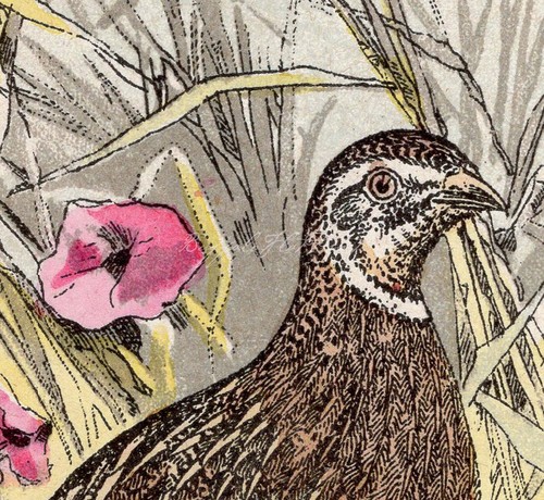 Little Chromo of Grey Partridges and Flowers Real Antique Print Hoffman 1899 - Picture 3 of 7