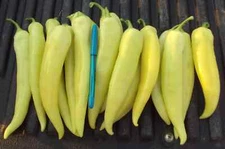 100+ Jumbo Sweet Banana Pepper Seeds! - Free Shipping - Mild And Flavorful