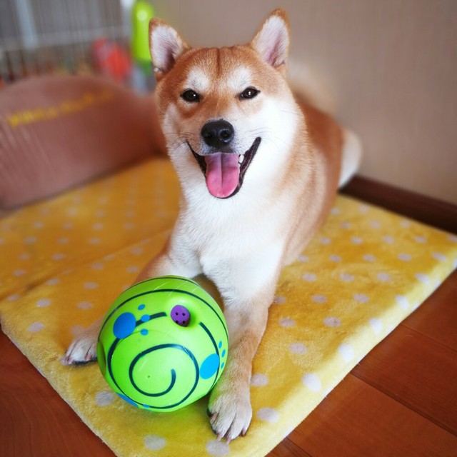 giggle ball dog toy