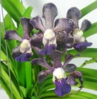 Vanda Merrillii Hybrids x Vanda (Tessellata x Mimi Palmer), Fragrant Orchid