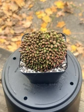Large  Mammillaria Bocasana cv. Fred - Rare Mutant Cactus