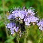 1 Lb Lacy Phacelia Wildflower Seeds - Everwilde Farms Mylar Seed Packet