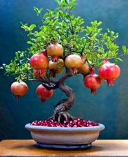 20 DWARF Pomegranate Tree Seeds Punica granatum Nana Garden Fruit House Plant