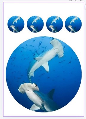 Tortenaufleger Hai Shark Fish Essbaren Geburtstag Party PREMIUM Fondant Oblate