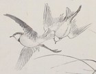 Imao Keinen Japanese Meiji Kacho-e Woodblock Print From Album of Birds & Flowers — photo 3